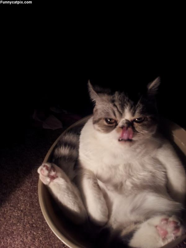 Sitting In My Bowl