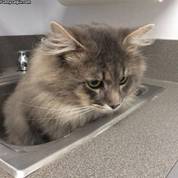 Sitting In My Sink