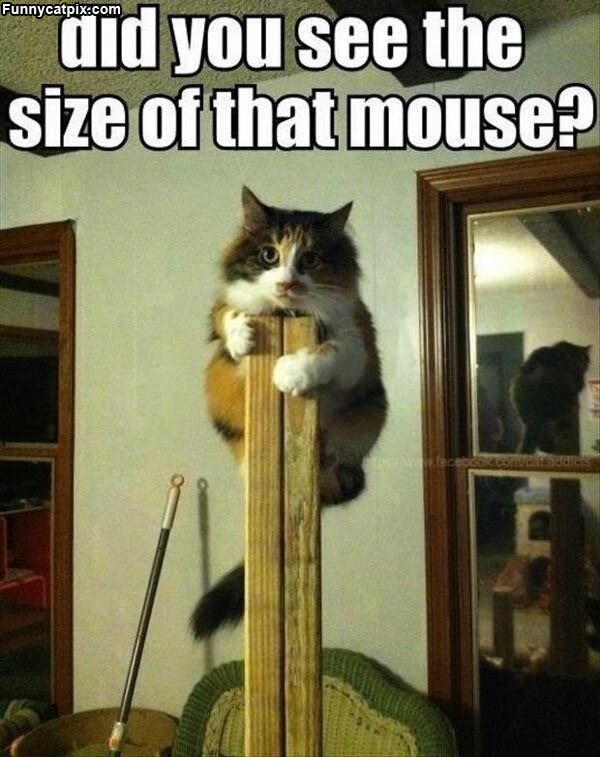 Size Of That Mouse