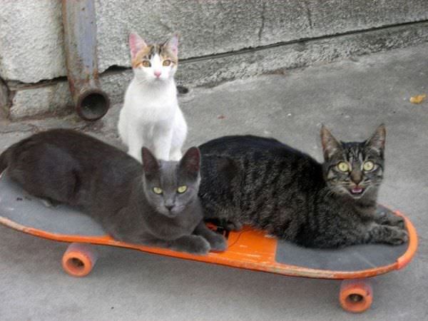 Skateboarders