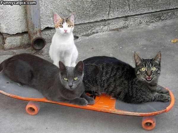 Skateboarders