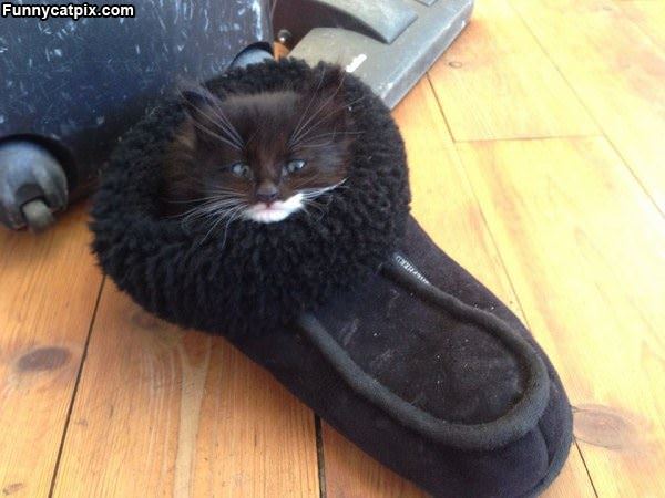 Sleeping In A Shoe