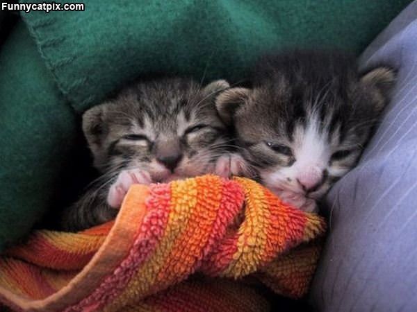 Sleeping Kittens