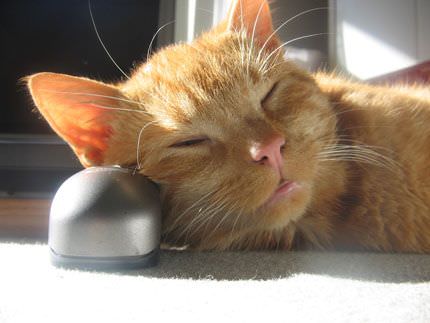 Sleeping On The Mouse