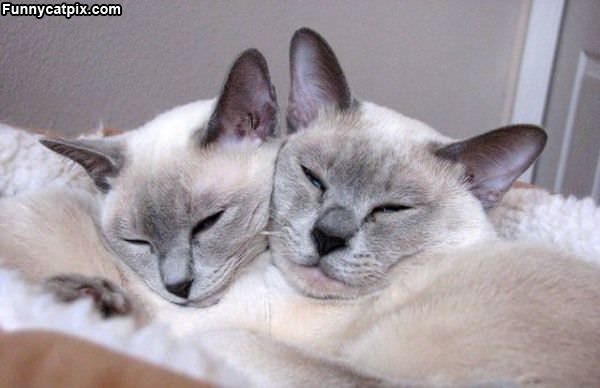 Sleeping Together And Warm