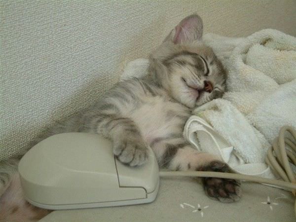 Sleeping With A Mouse