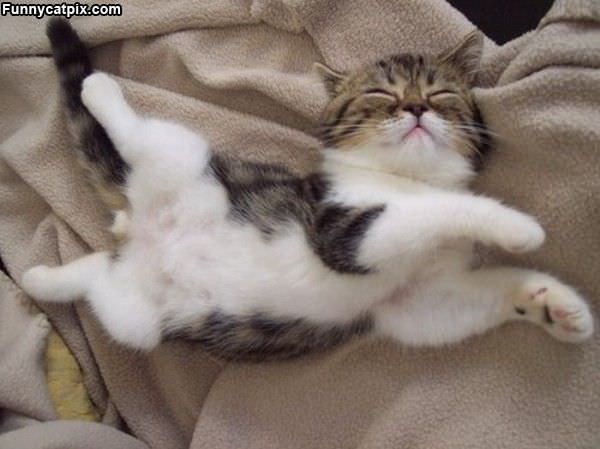 Sleepy Yoga Cat