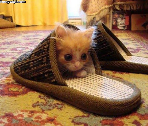 Slipper Kitty