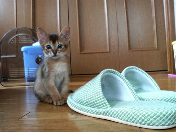 Slippers Cat