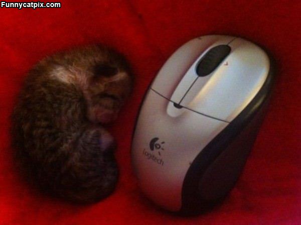 Smaller Than A Mouse