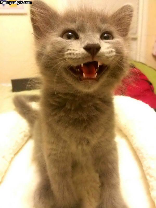 Smiling Cat