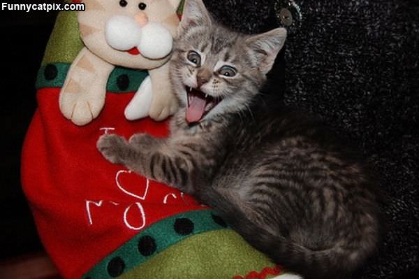 Smiling Kitten