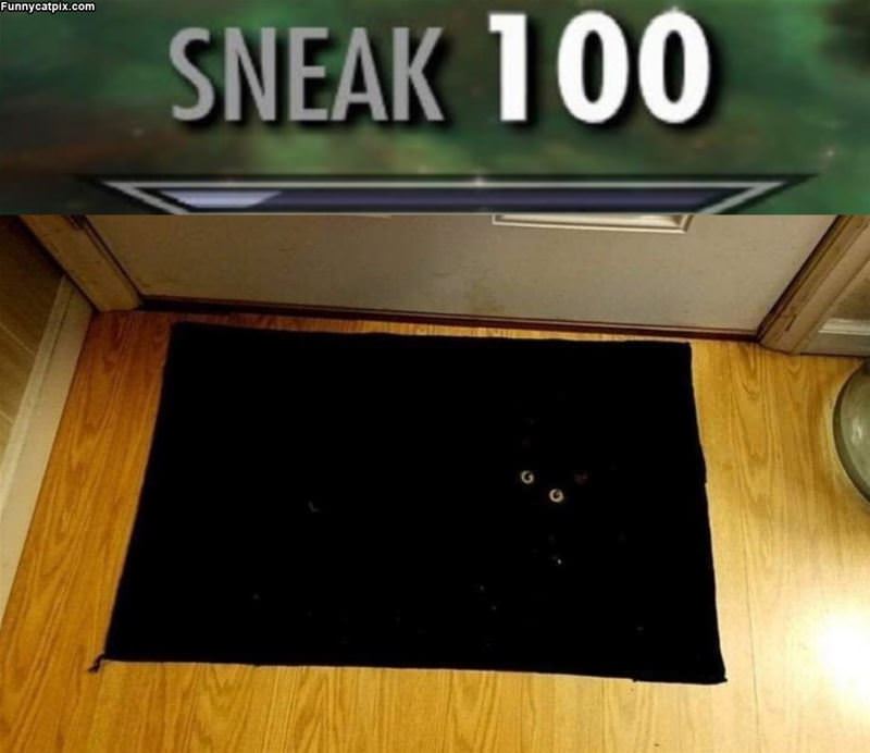 Sneak 100 Cat