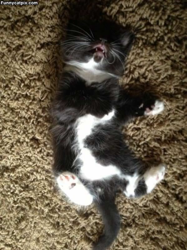 Snoring Over Here