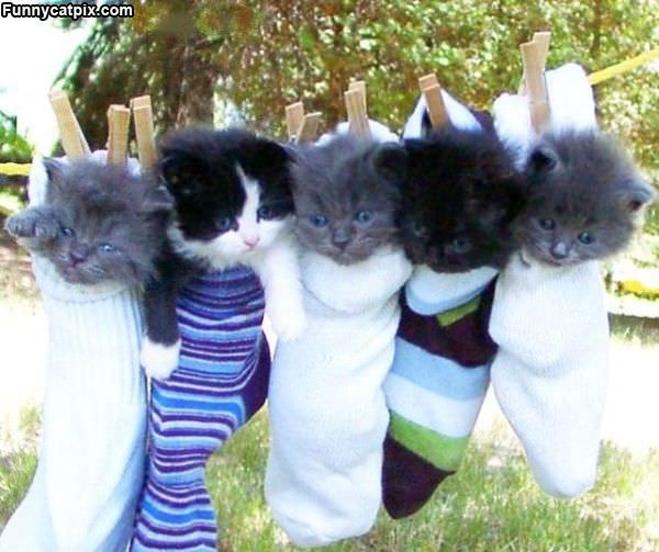 Socks Full