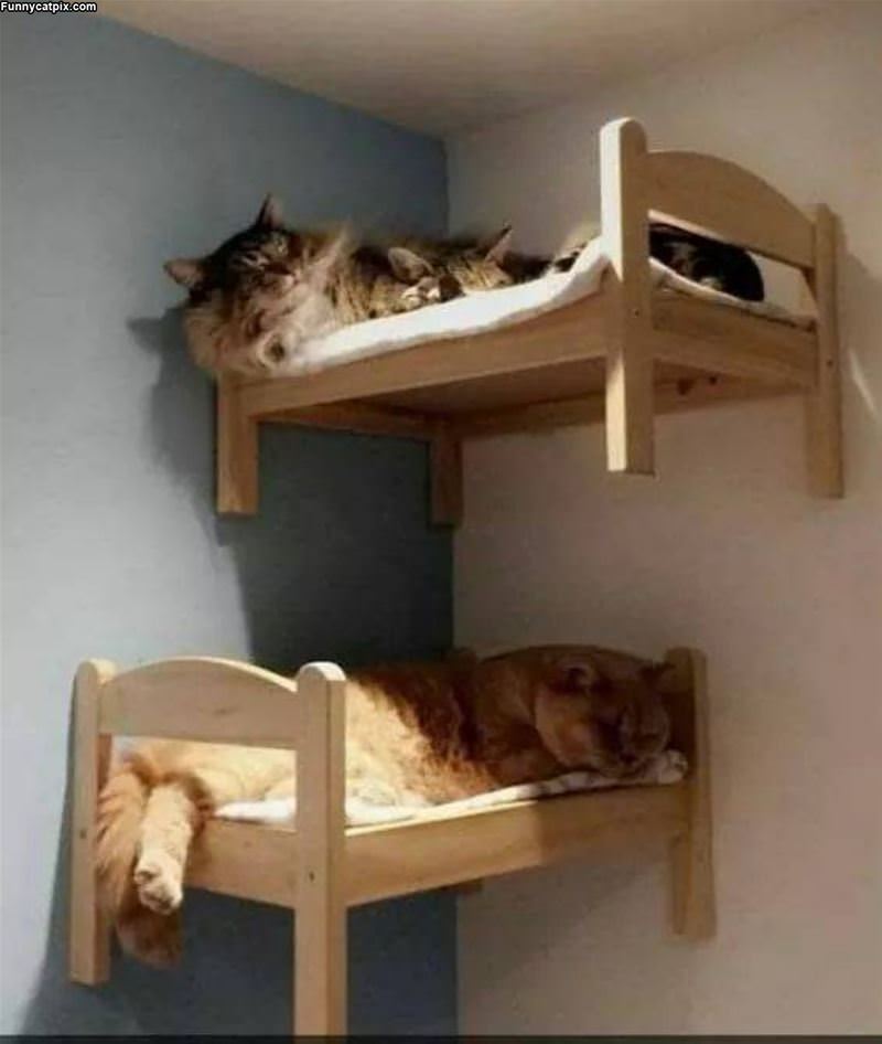 Some Bunk Beds