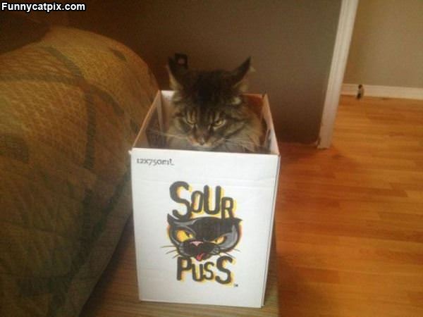 Sour Puss