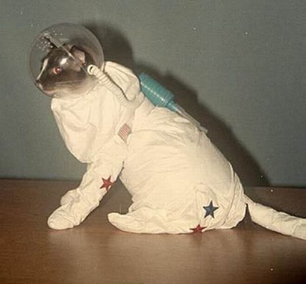 Space Cat