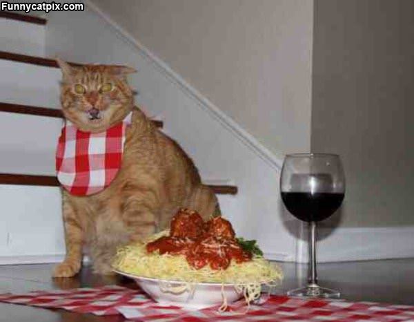 Spaghetti Cat