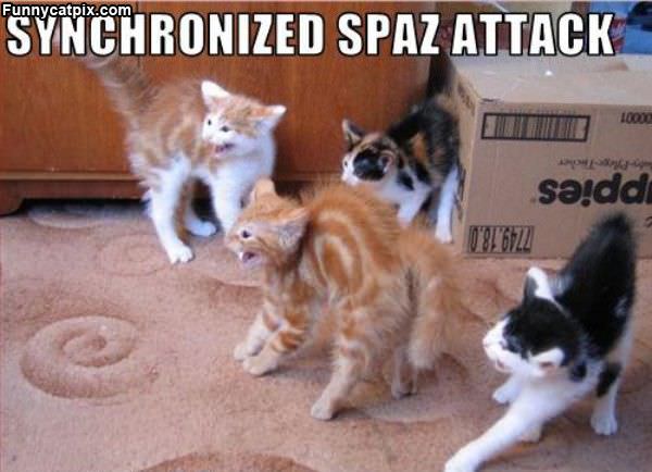 Spaz Attack