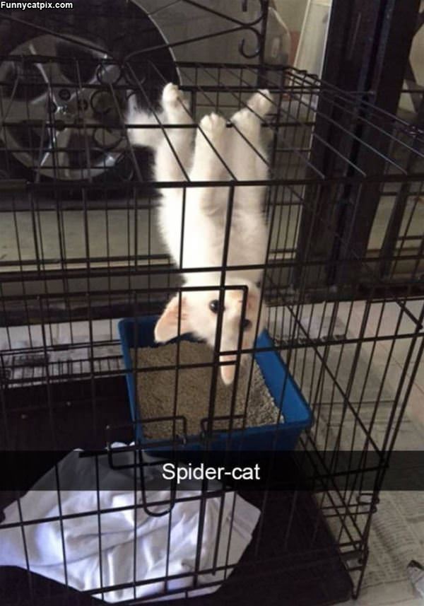 Spider Cat