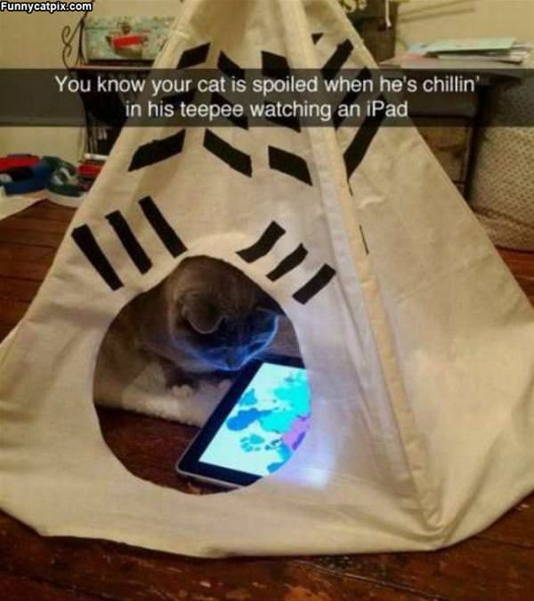 Spoiled Cat