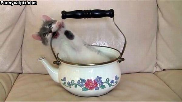 Spot Of Tea Cat