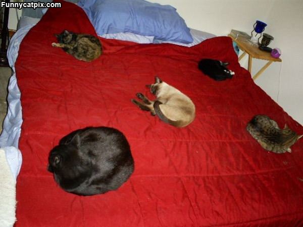 Spread Out Cats