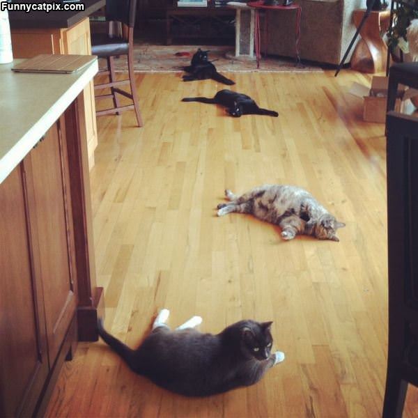 Spread Out The Cats