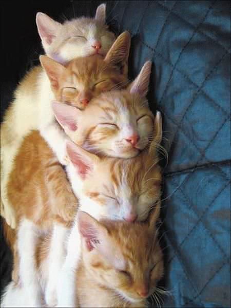 Stack Of Cats