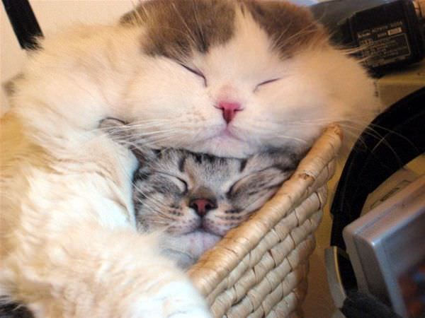 Stack Of Cats