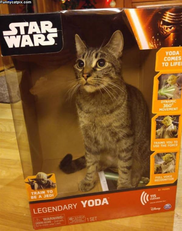 Star Wars Cat