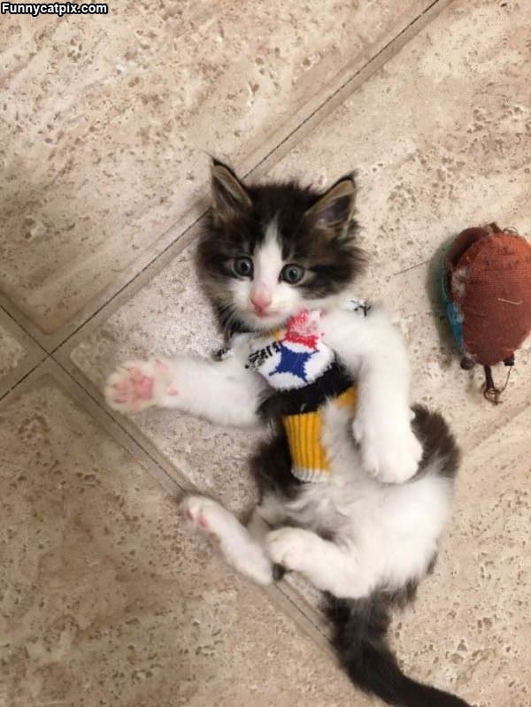 Steelers Cat
