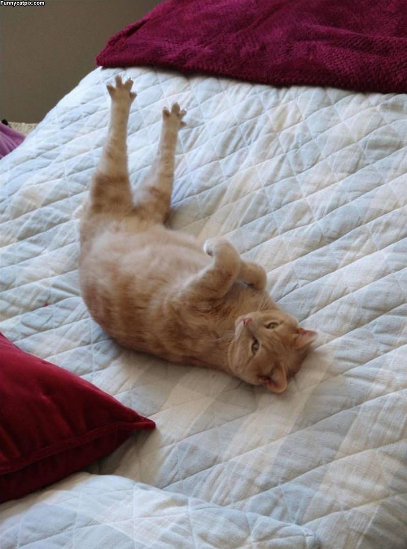 Stretch Those Paws