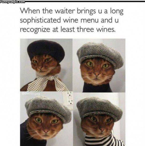 Such A Hipster Cat