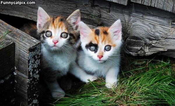 Such Cute Cats