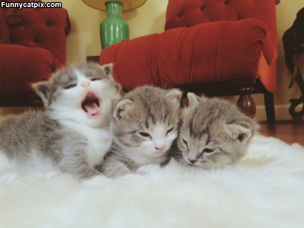 Such Cute Kittens