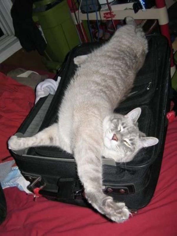 Suitcase