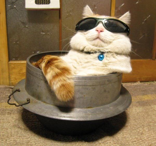 Sunglasses Cat