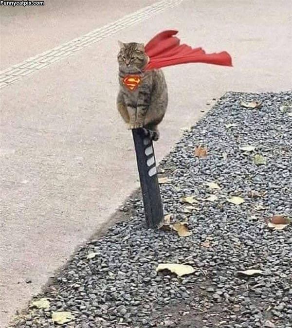 Super Cat