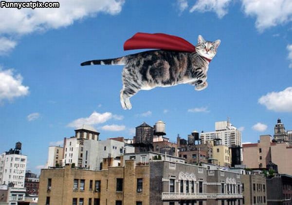 Super Cat