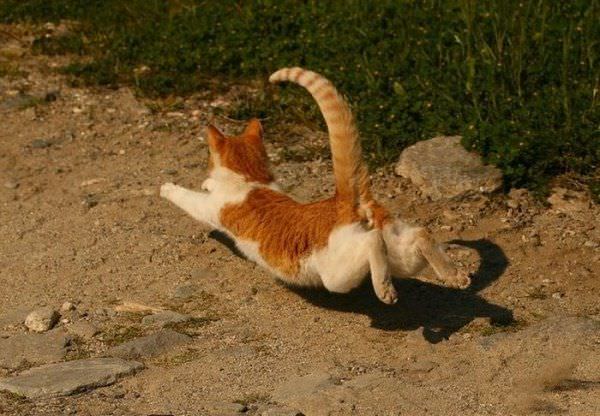 Super Cat