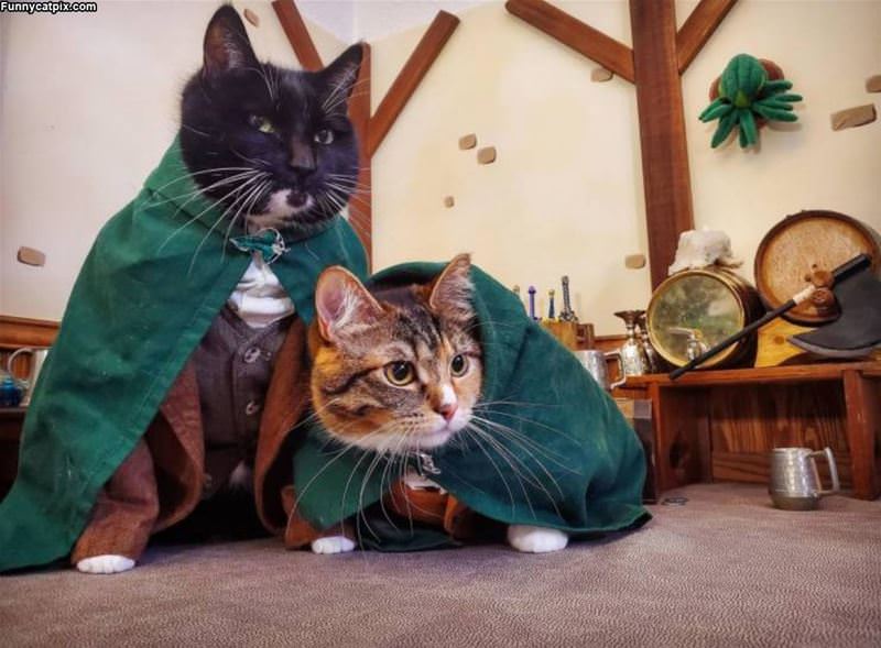 Super Cats