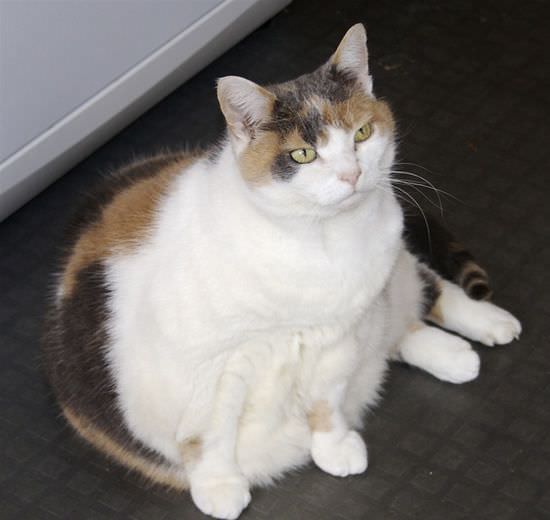 Super Fat Cat