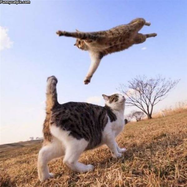 Super Flying Cat