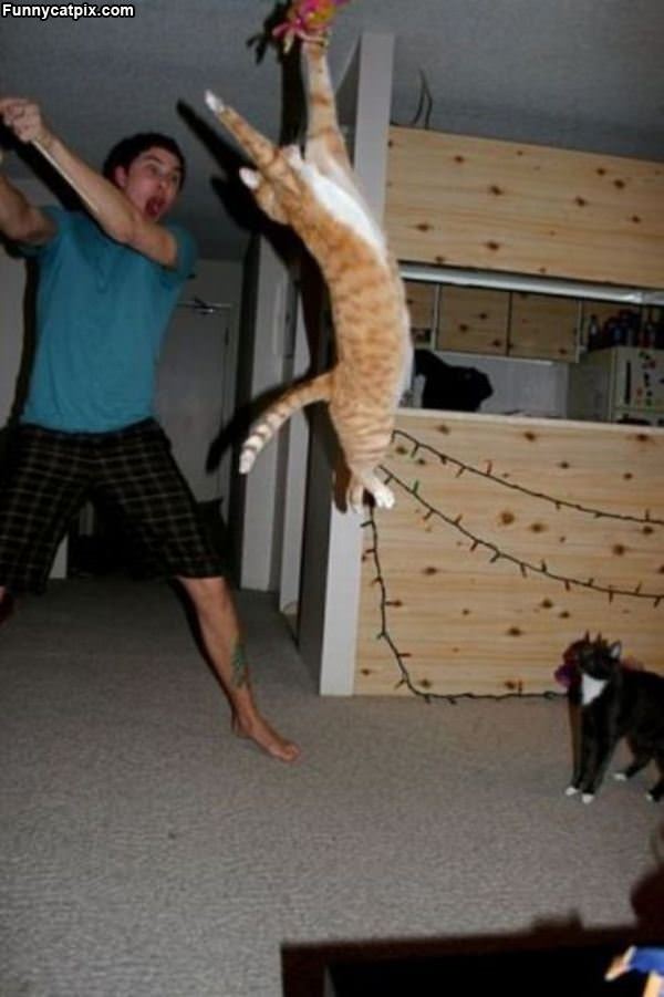 Super High Jumper Cat