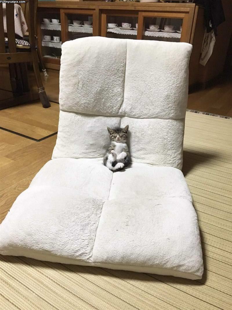 Super Relaxed Kitten