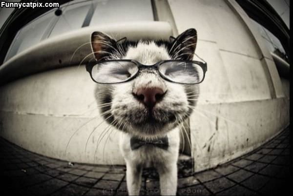 Super Smart Cat