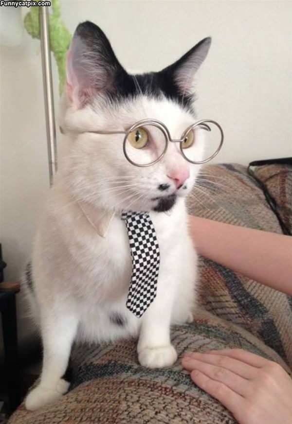 Super Smart Cat