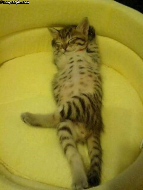 Super Stretched Out Cat